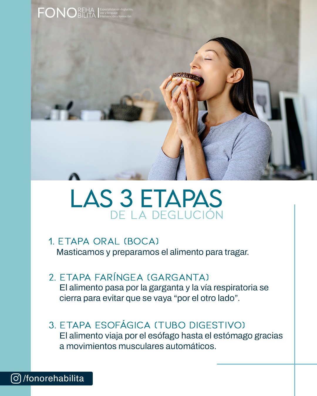 Etapas de la deglución